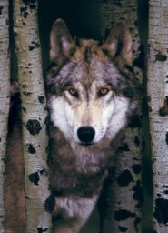 Gray Wolf (1000)