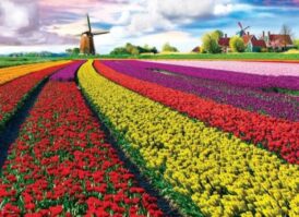 Tulip Fields Netherlands (1000)