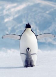 Penguin & Chick